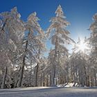 Winter im Lärchenwald