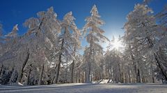 Winter im Lärchenwald