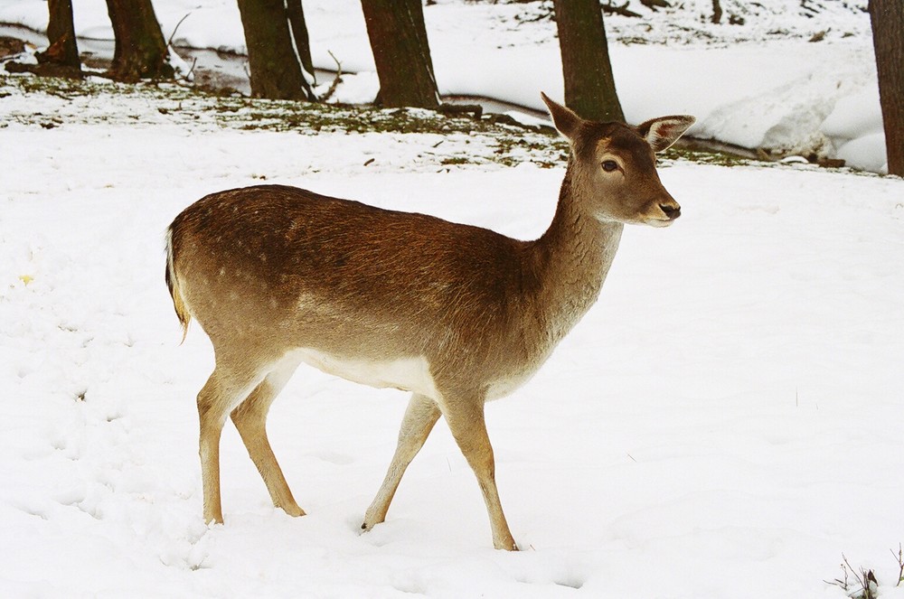 Winter im Lainzer Tiergarten_4