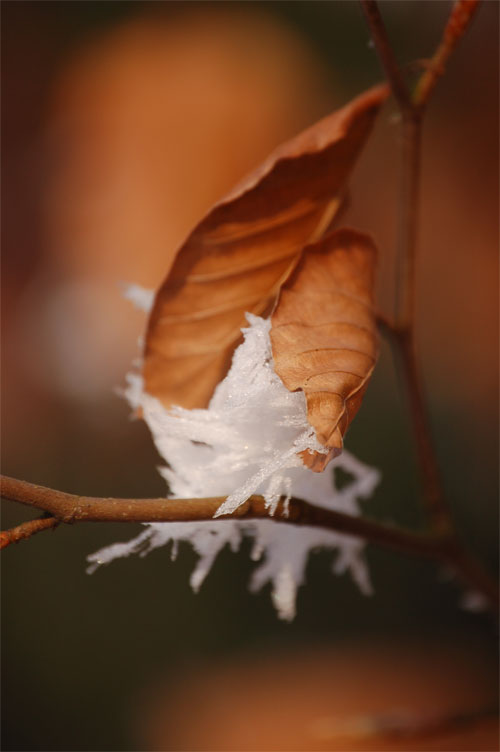 Winter im Laubwald