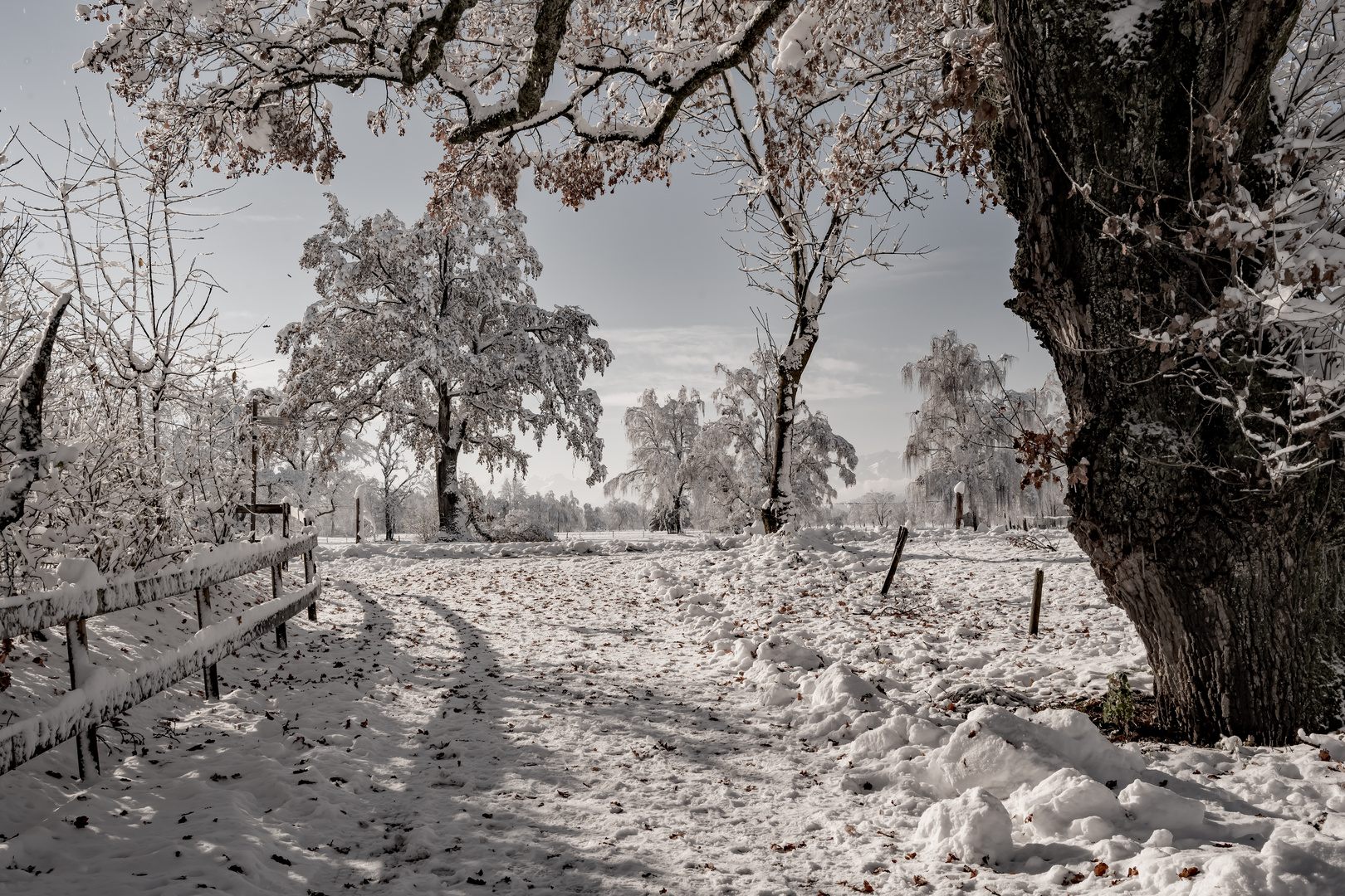 Winter im Lauteracher Ried