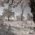 Winter im Lauteracher Ried