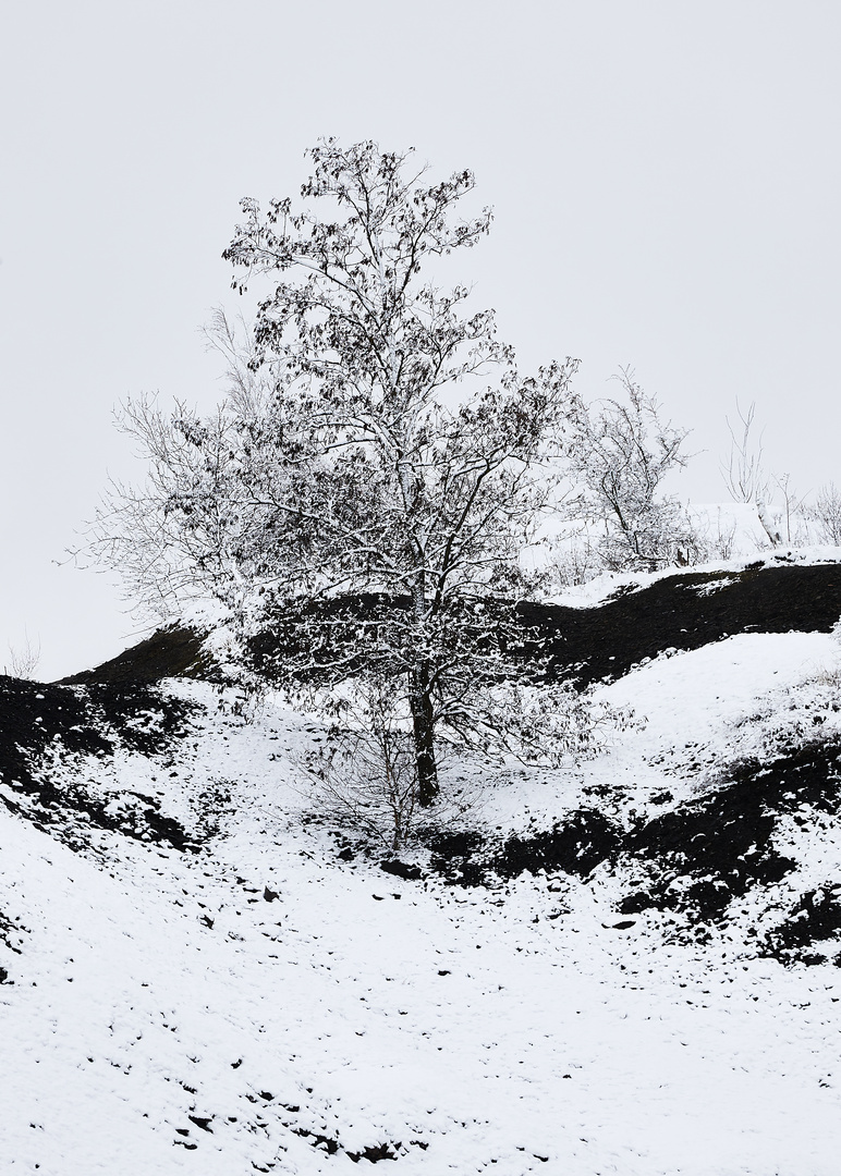 Winter im Mansfelder Land - Überleben an der Abraumhalde