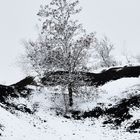 Winter im Mansfelder Land - Überleben an der Abraumhalde