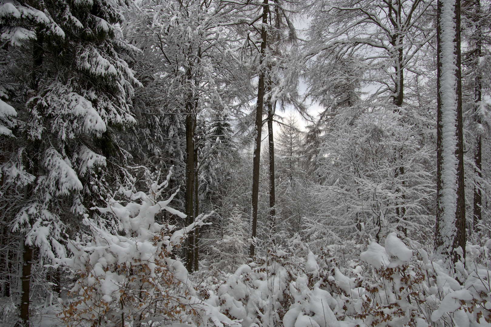 Winter im Mischwald