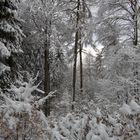 Winter im Mischwald