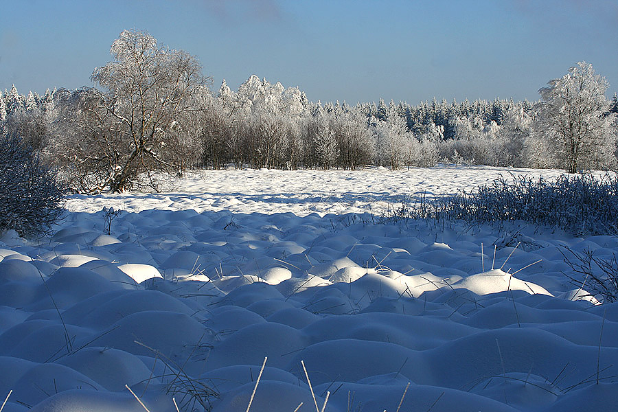 Winter im Moor