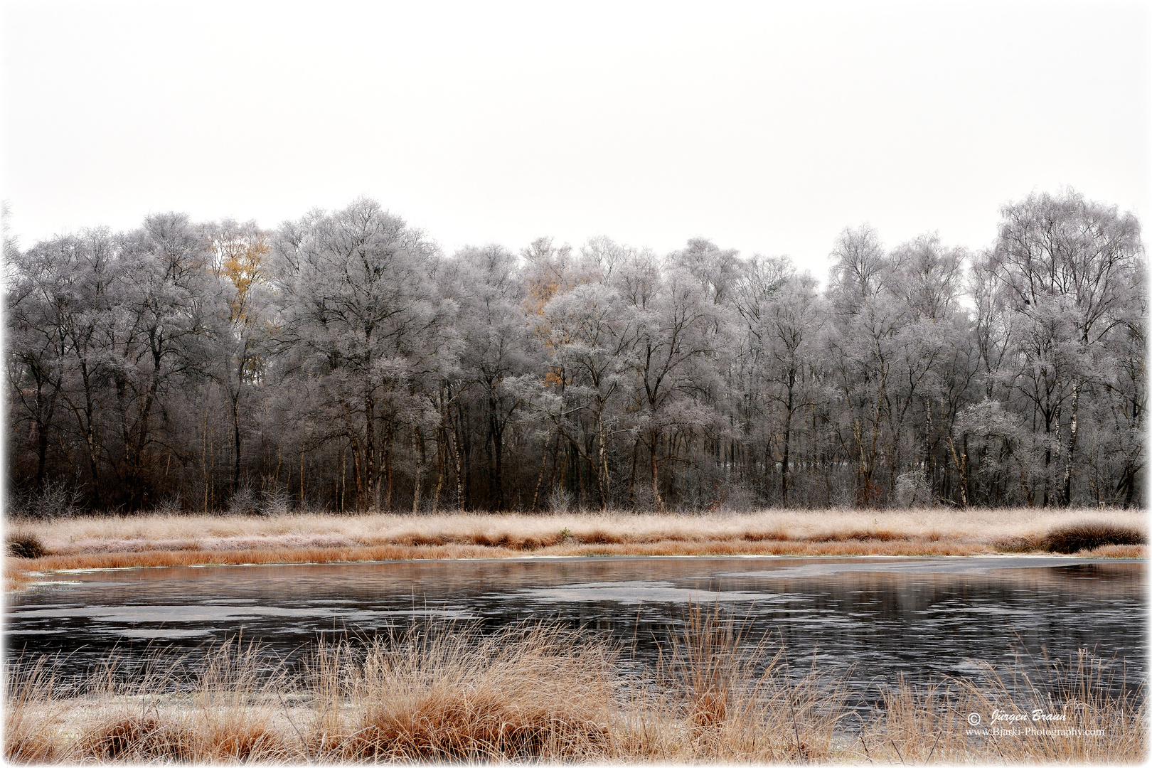 Winter im Moor