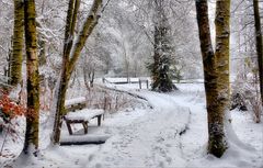 Winter im Moor.  