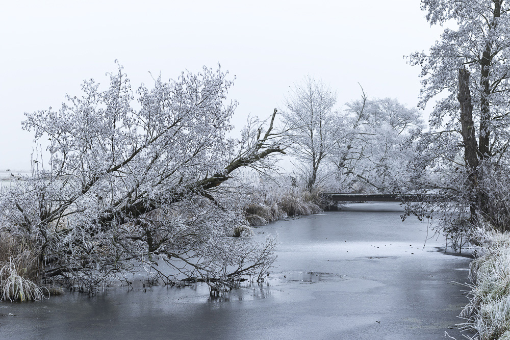 Winter im Moor (2)