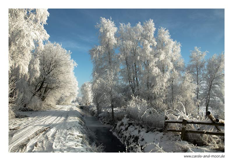 ~ Winter im Moor ~