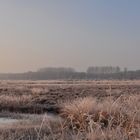 Winter im Moor