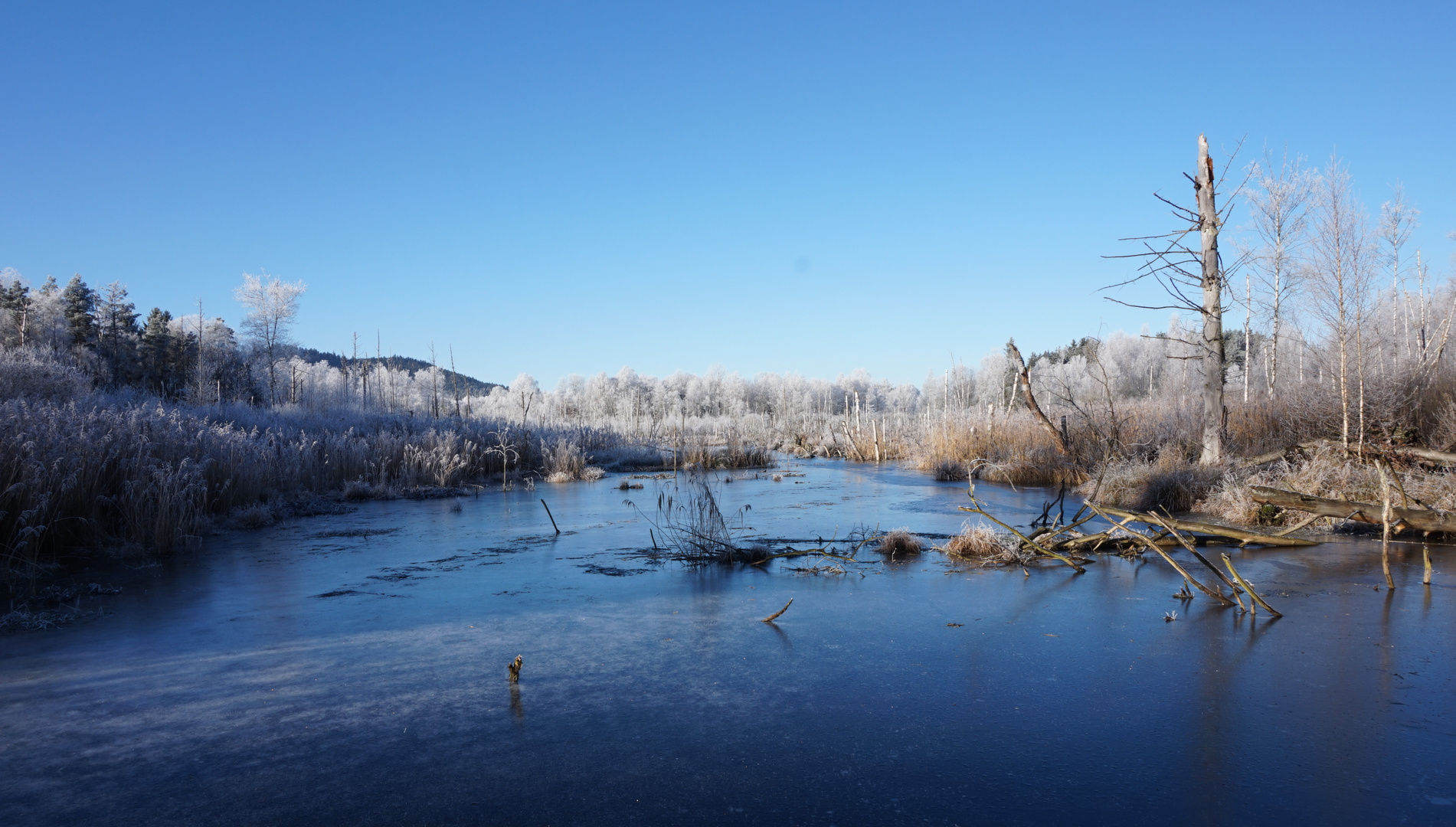 Winter im Moor