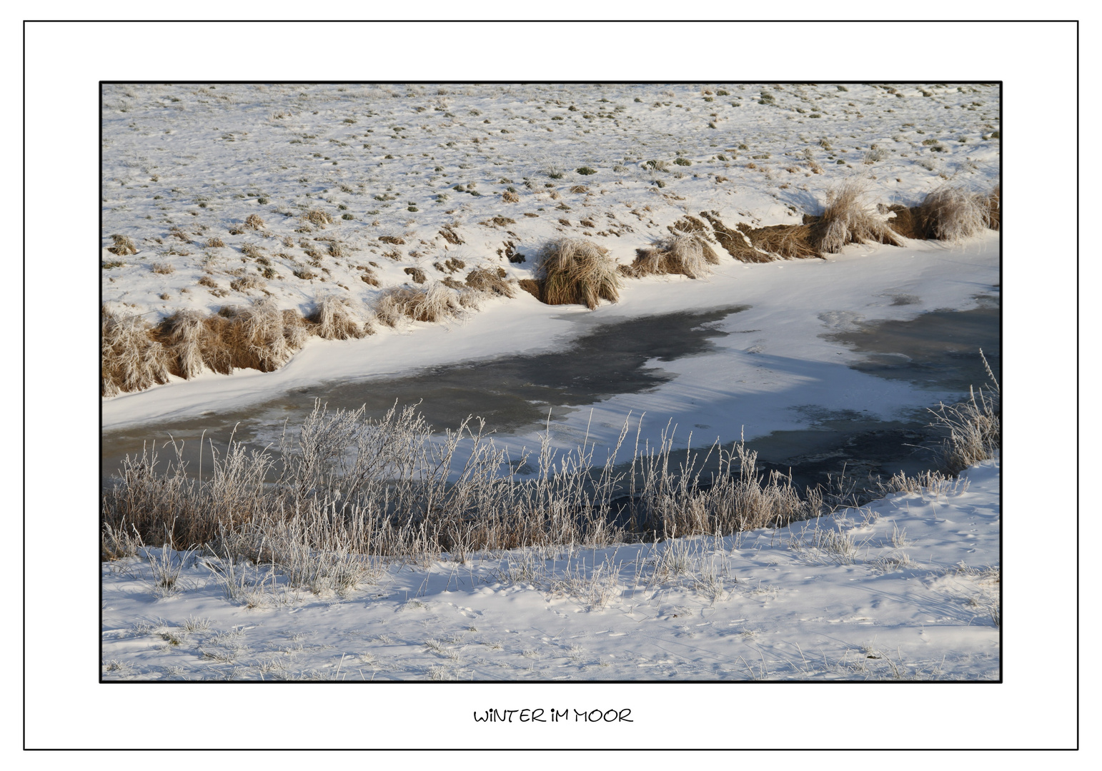 Winter im Moor