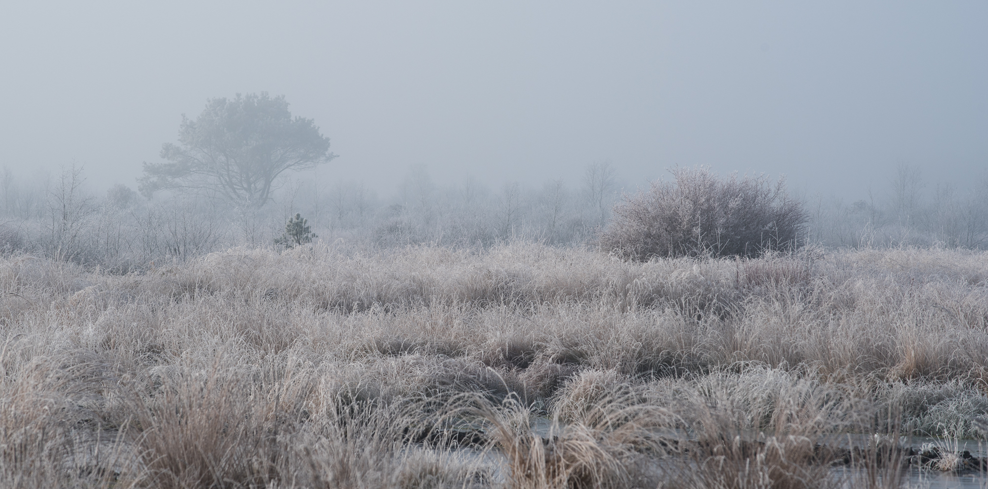 winter im moor