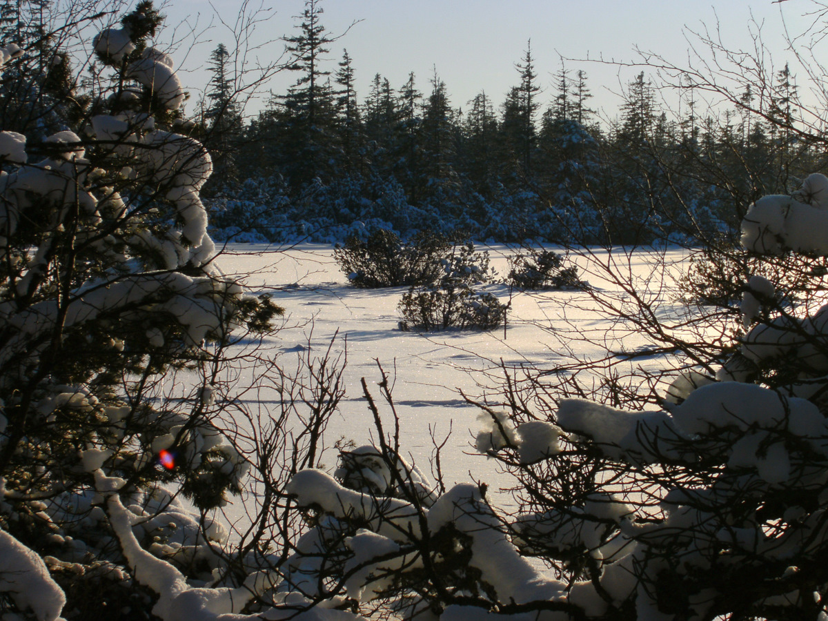 Winter im Moor