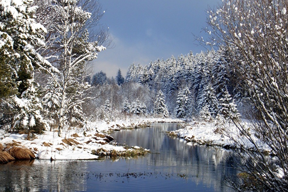 Winter im Moor