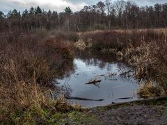 Winter im Moor