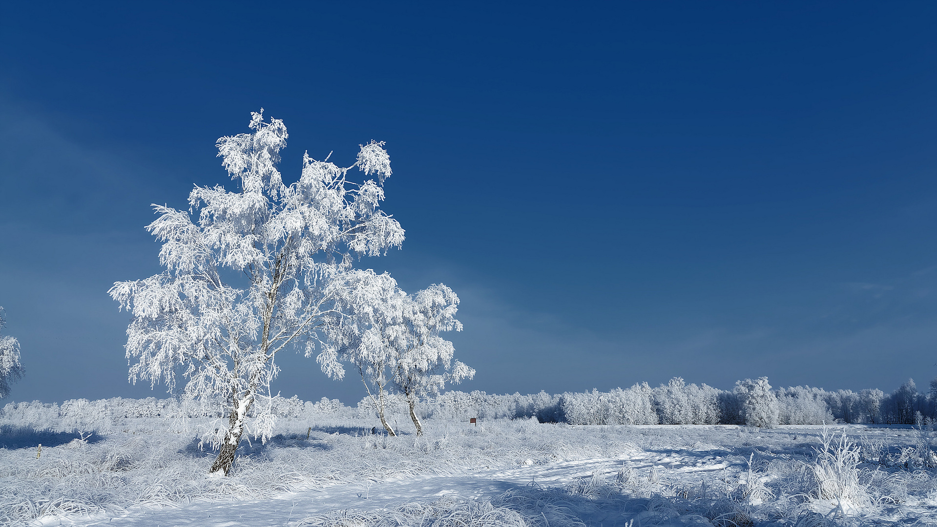 Winter im Moor !