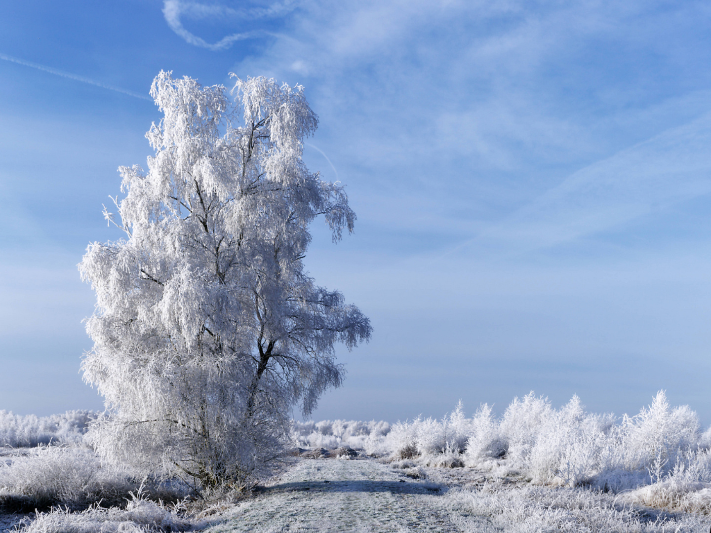 Winter im Moor.