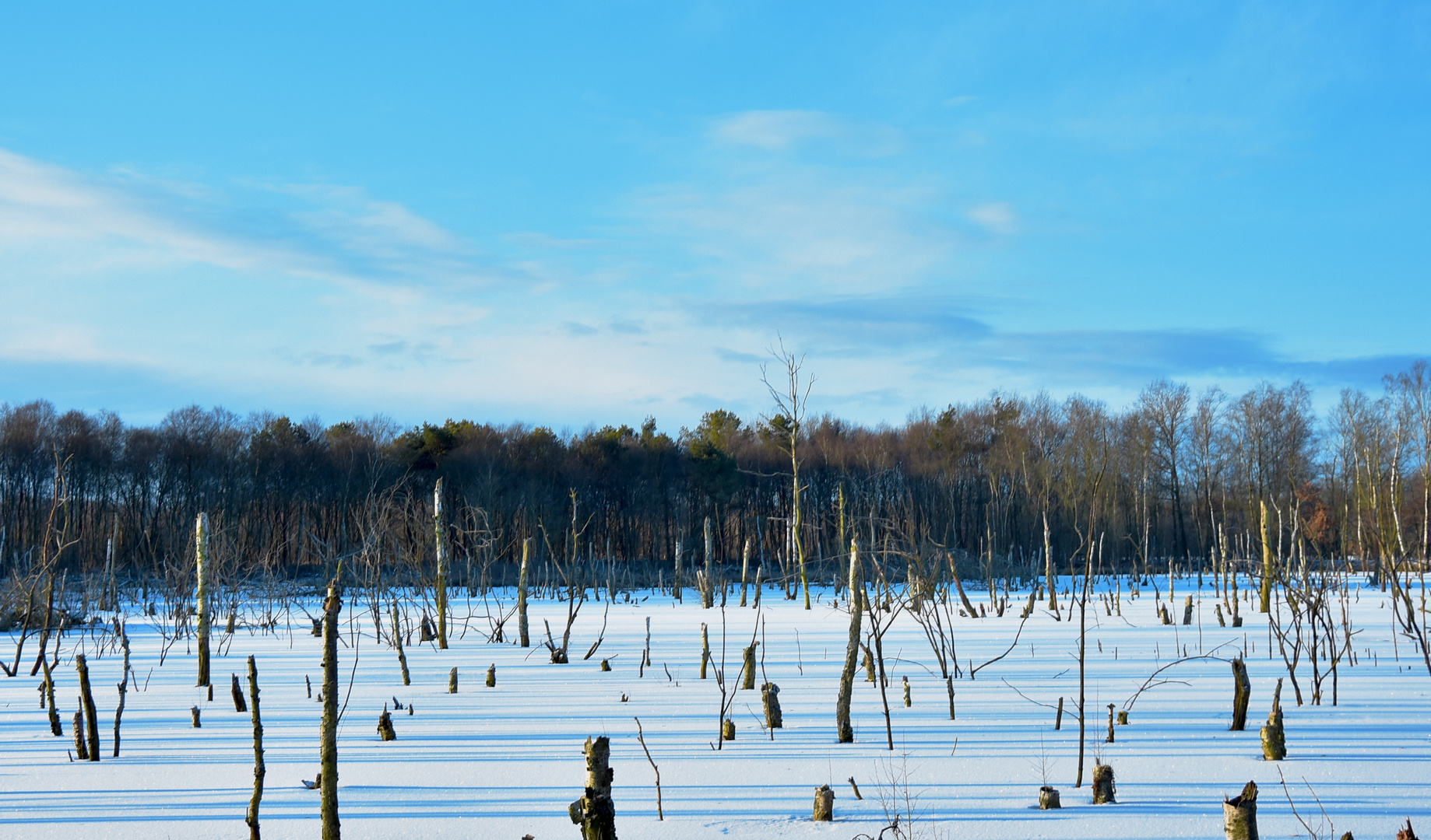 Winter im Moor