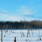 Winter im Moor