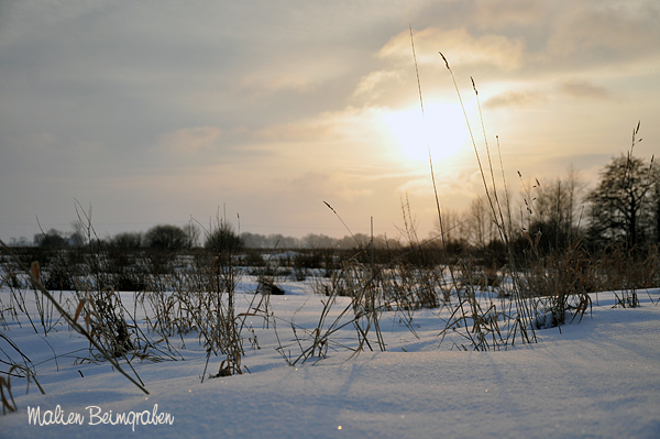 Winter im Moor