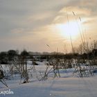 Winter im Moor