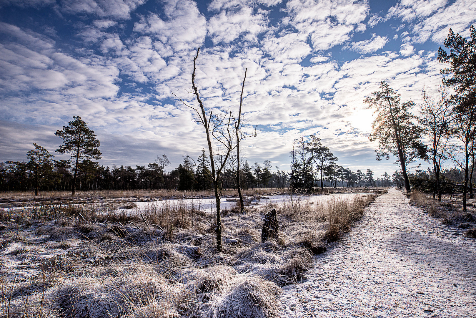 Winter im Moor