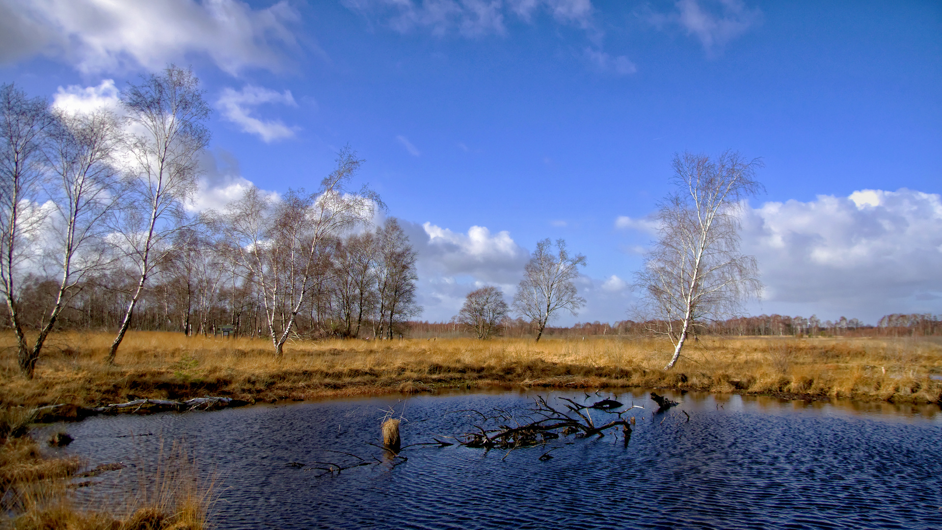 Winter im Moor !