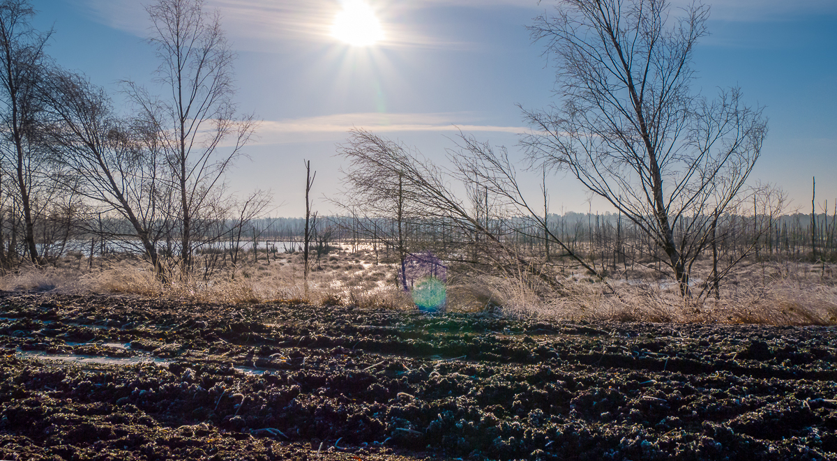 Winter im Moor