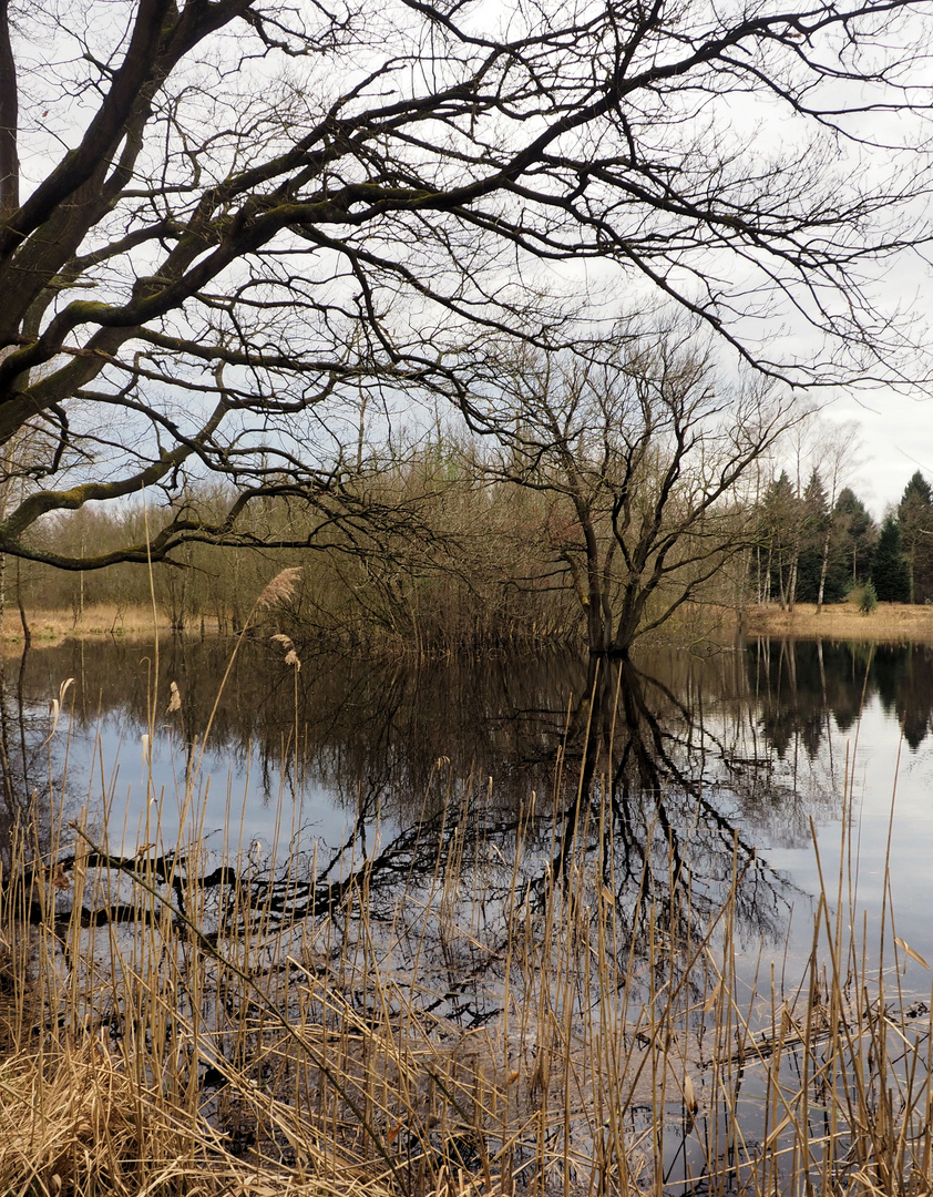 Winter im Moor zum Spiegeltag...