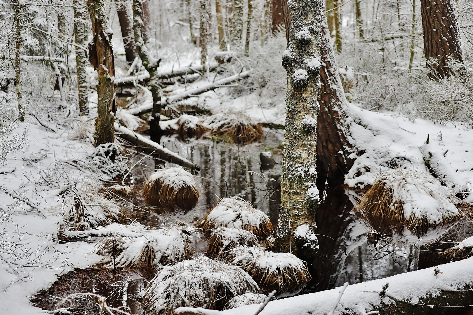 Winter im Moorwald