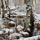 Winter im Moorwald