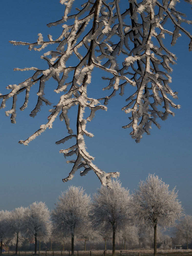 Winter im Münsterland