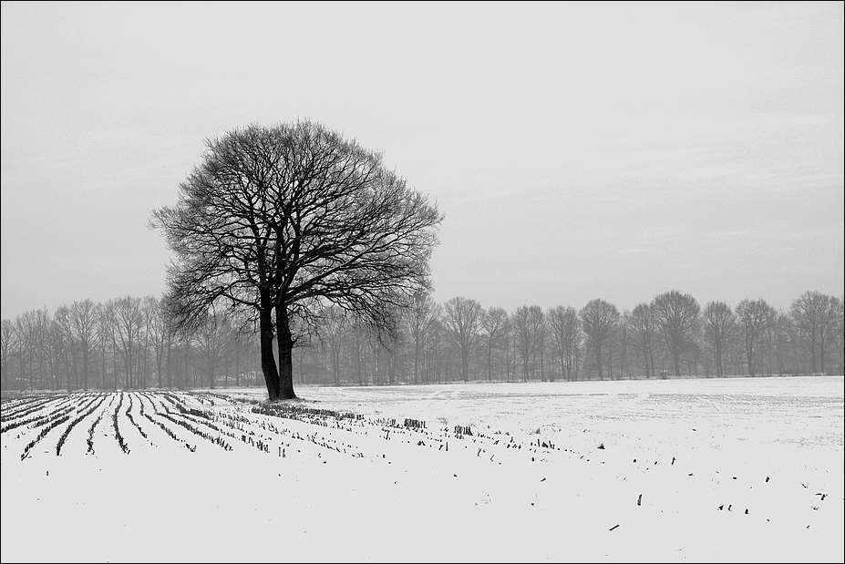 Winter im Münsterland