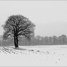 Winter im Münsterland