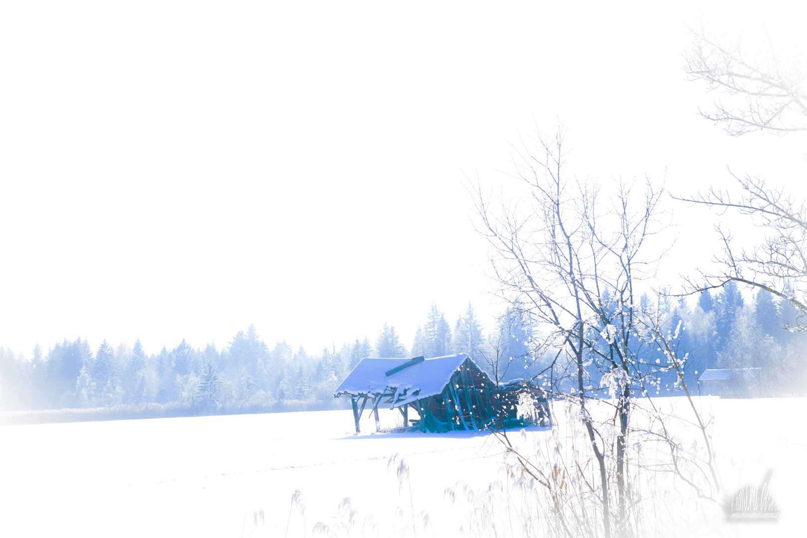 Winter im Murnauer Moos