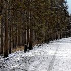 Winter im Nationalpark Schwarzwald