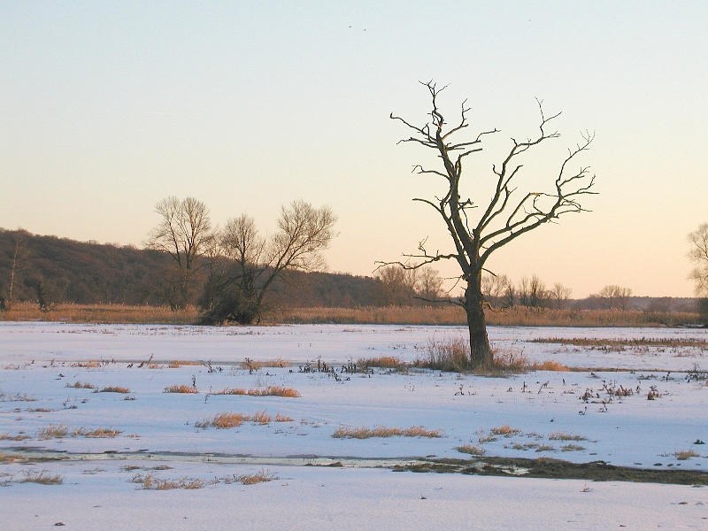 Winter im Nat.Park ,,Unteres Odertal"2