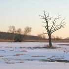 Winter im Nat.Park ,,Unteres Odertal"2