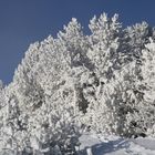 Winter im Naturpark Gantrisch 2012