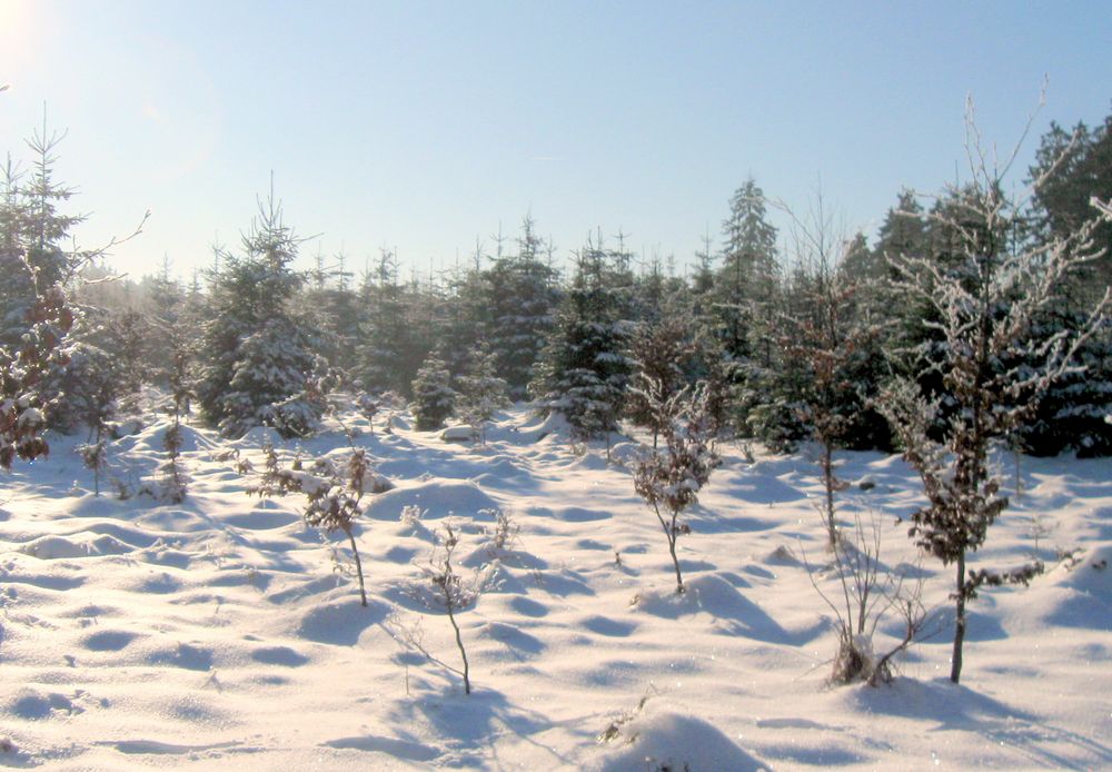 Winter im Naturpark Hoher Vogelsberg 2