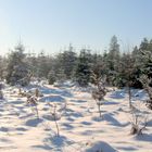 Winter im Naturpark Hoher Vogelsberg 2