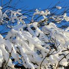 Winter im Naturpark Hoher Vogelsberg