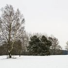 Winter im Naturschutzgebiet