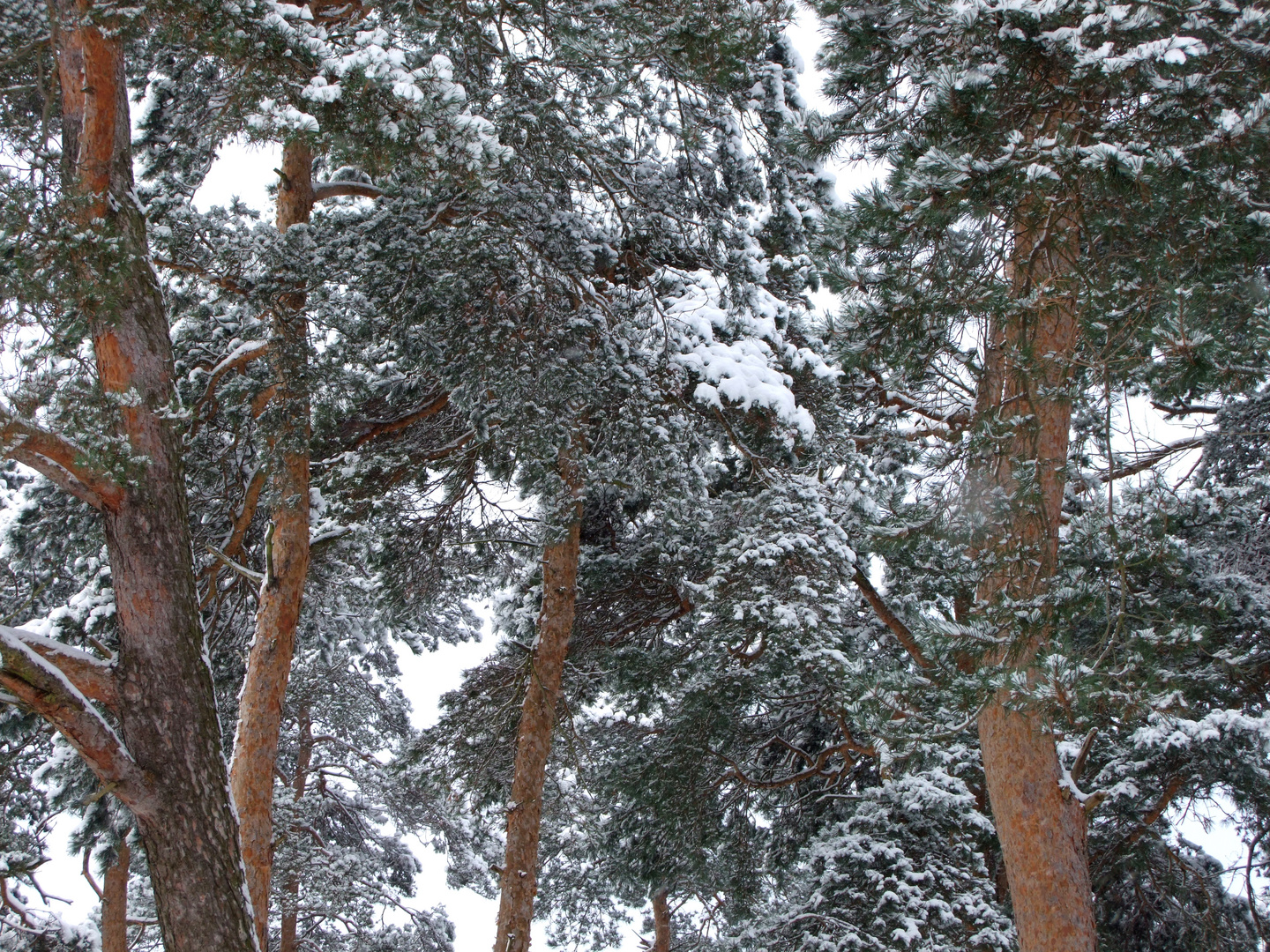 Winter im Naturschutzgebiet Gunnewiesen, Delbrück