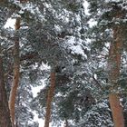 Winter im Naturschutzgebiet Gunnewiesen, Delbrück