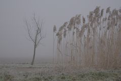 Winter im Nebel