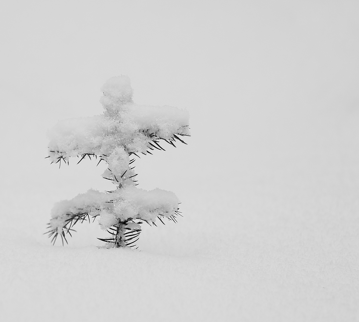 Winter im Nordschwarzwald